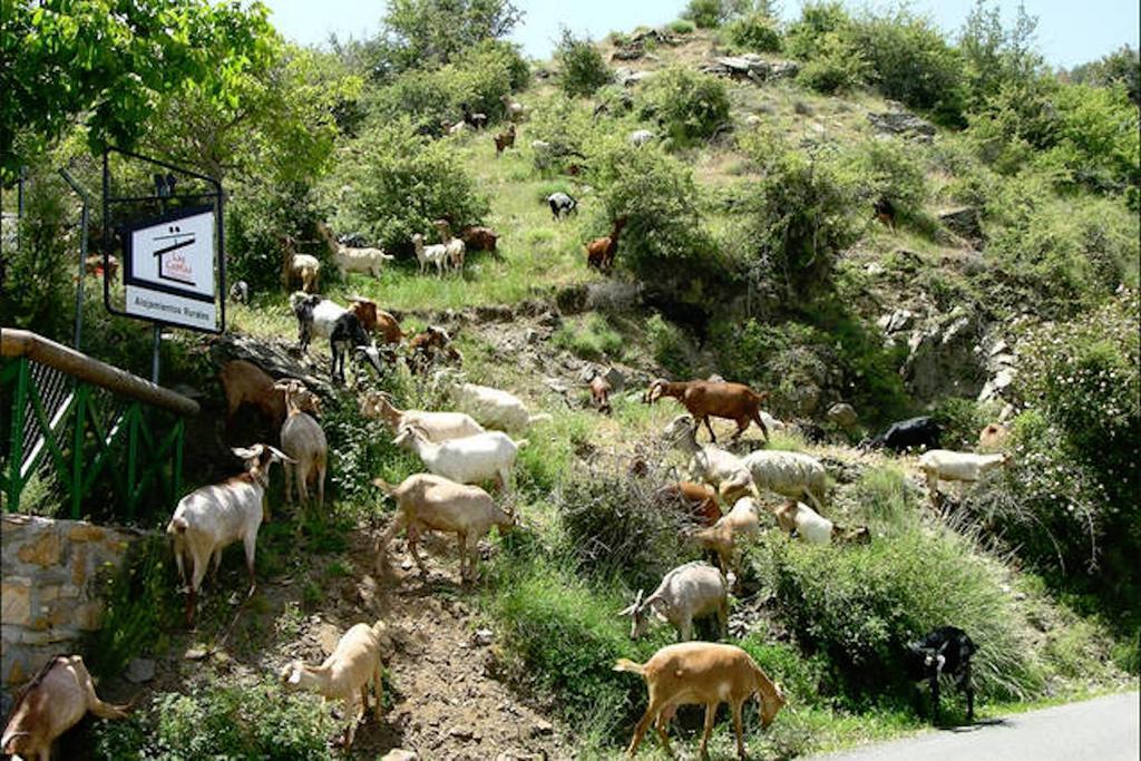 Telecabina Las Catifas Pension Guejar Sierra Buitenkant foto